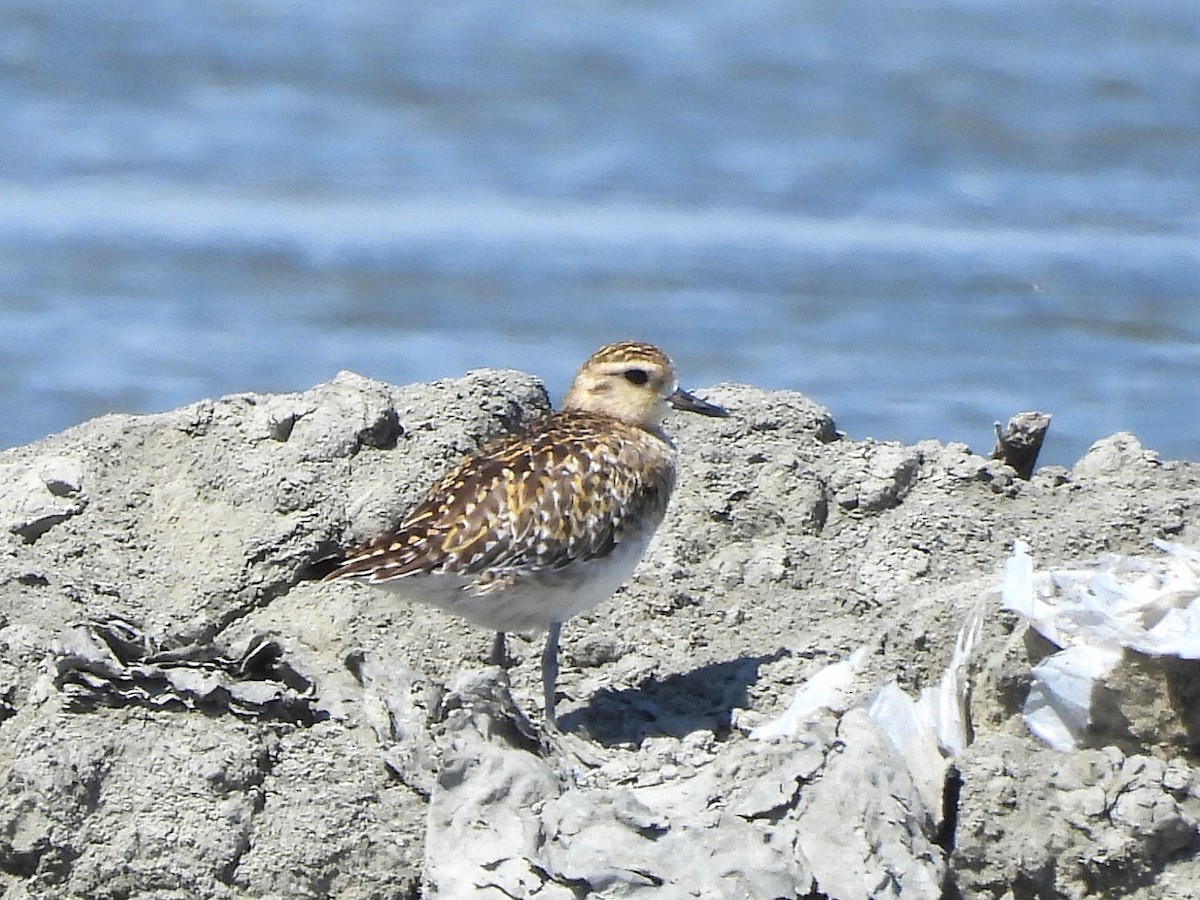Urre-txirri siberiarra - ML638393049