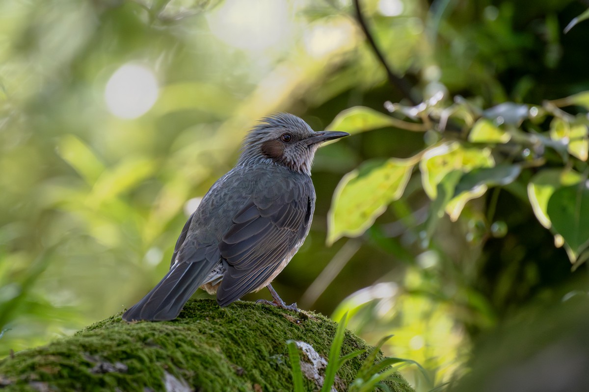 Brown-eared Bulbul - ML638393055