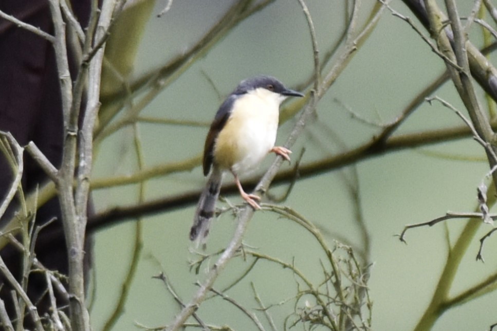 Ashy Prinia - ML638393062