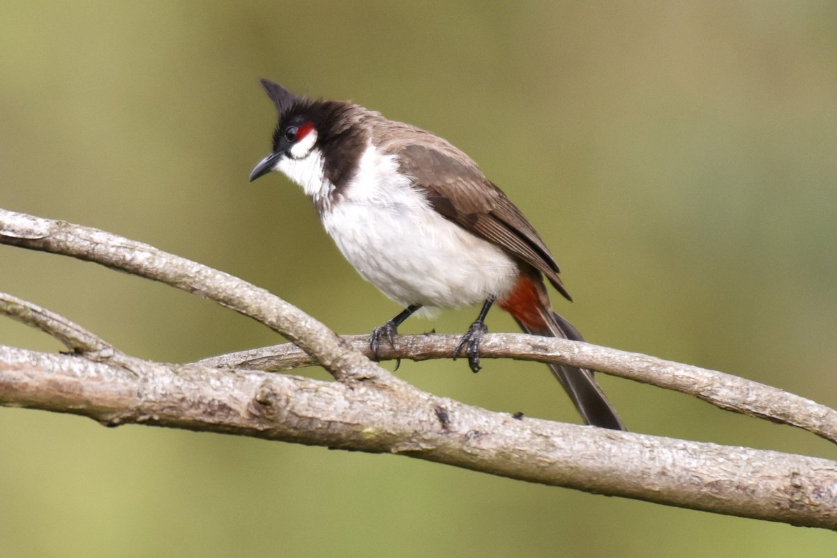 Red-whiskered Bulbul - ML638393073