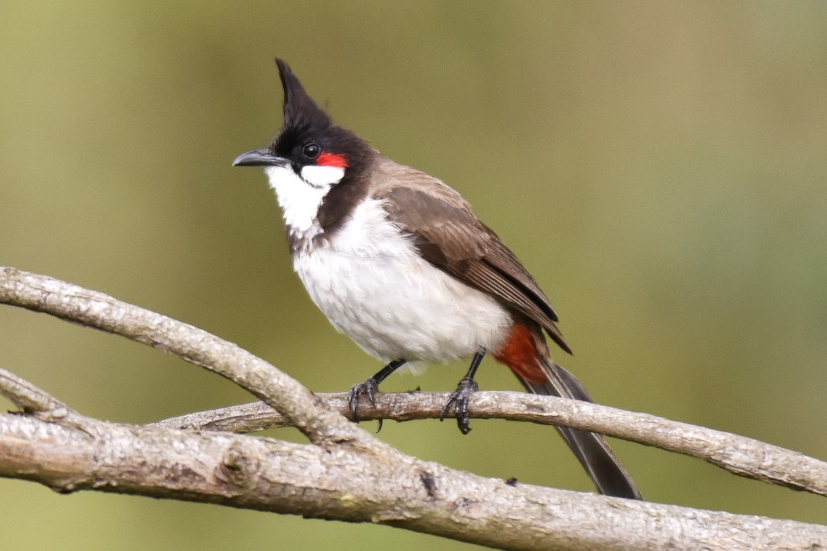 Red-whiskered Bulbul - ML638393074