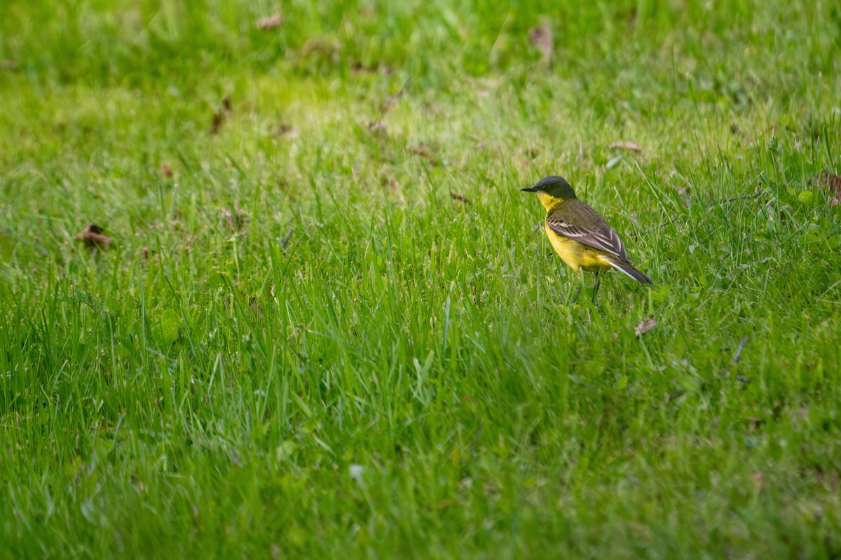 Western Yellow Wagtail (thunbergi) - ML638393075