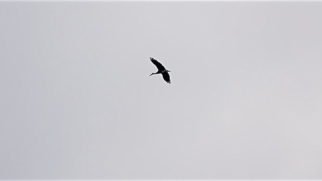 African Woolly-necked Stork - ML638393076