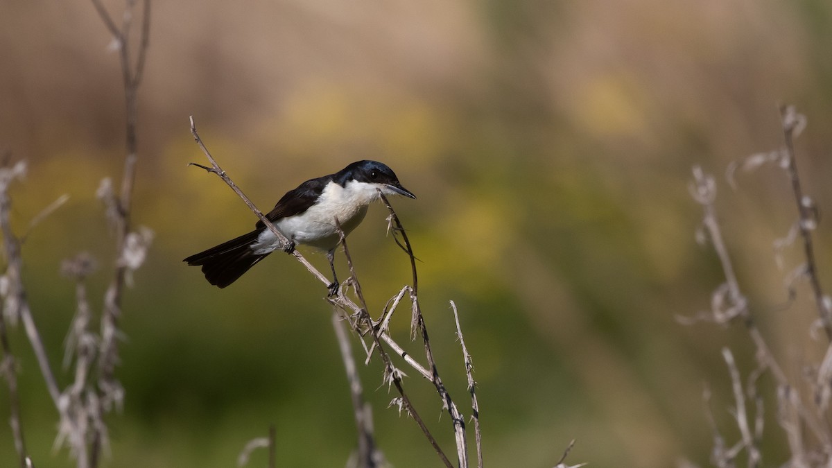 Restless Flycatcher - ML638393077