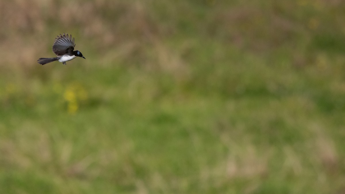 Restless Flycatcher - ML638393078