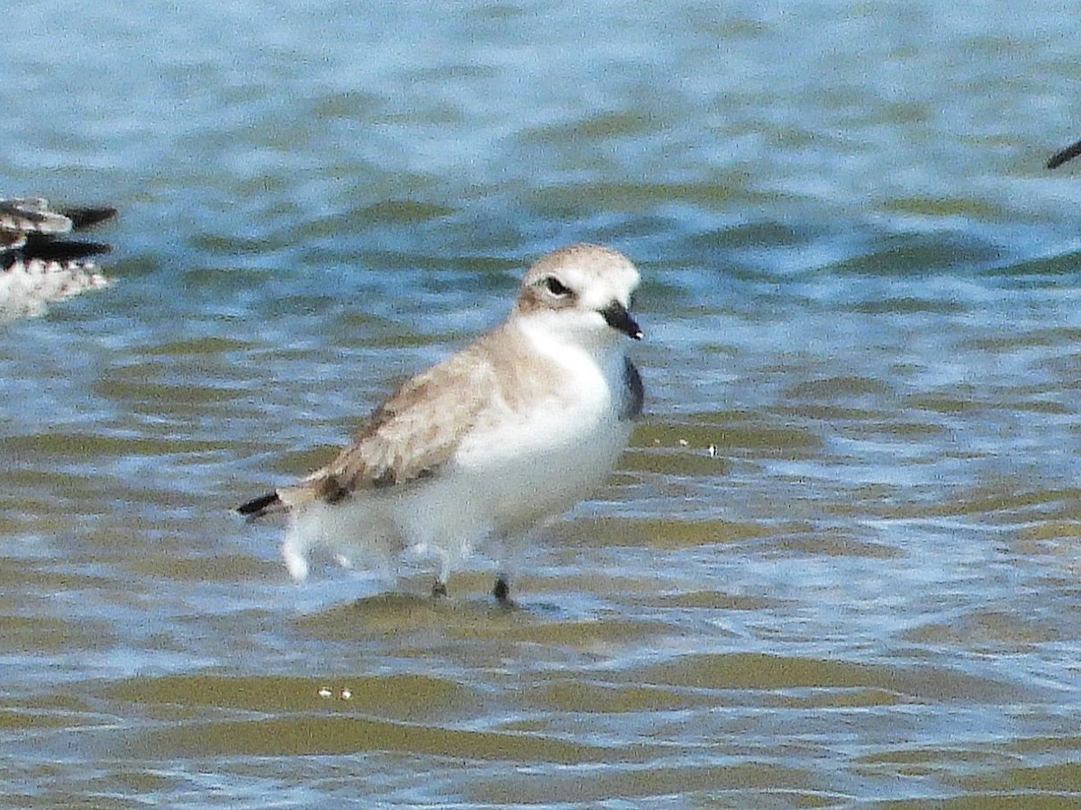 Tibetan Sand-Plover - ML638393081