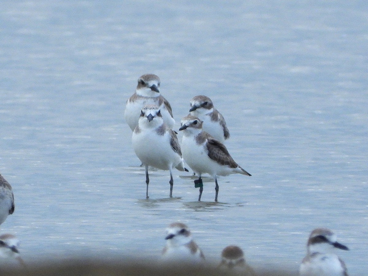 Tibetan Sand-Plover - ML638393083