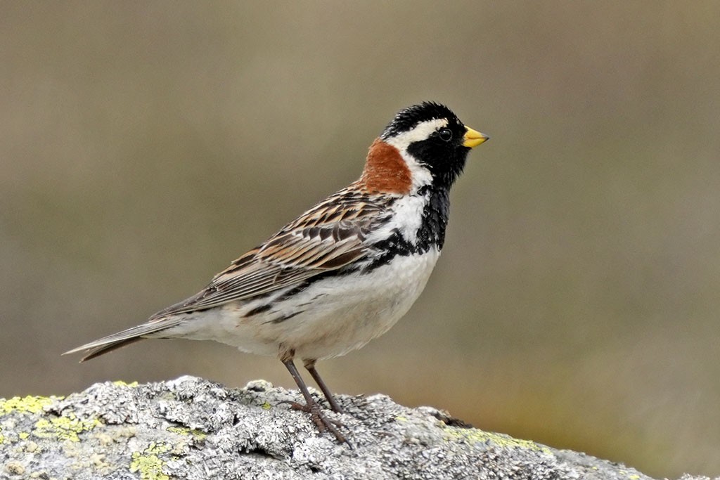 Lapland Longspur - ML638393172