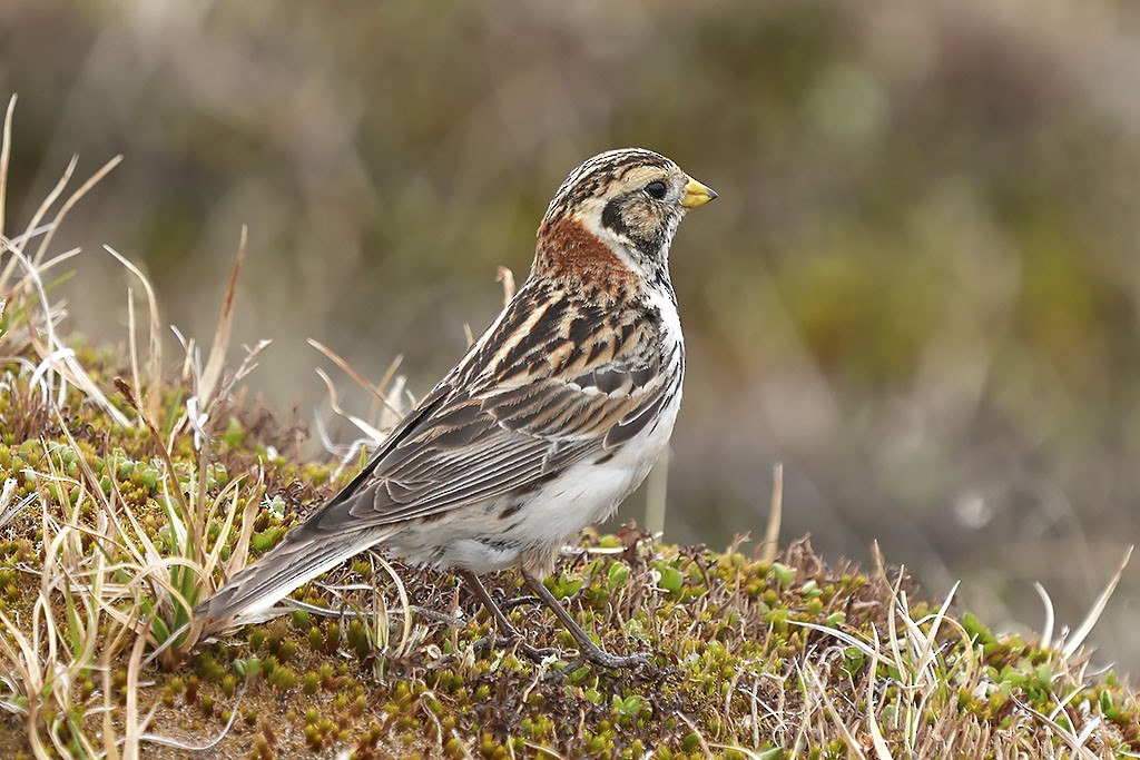 Lapland Longspur - ML638393173