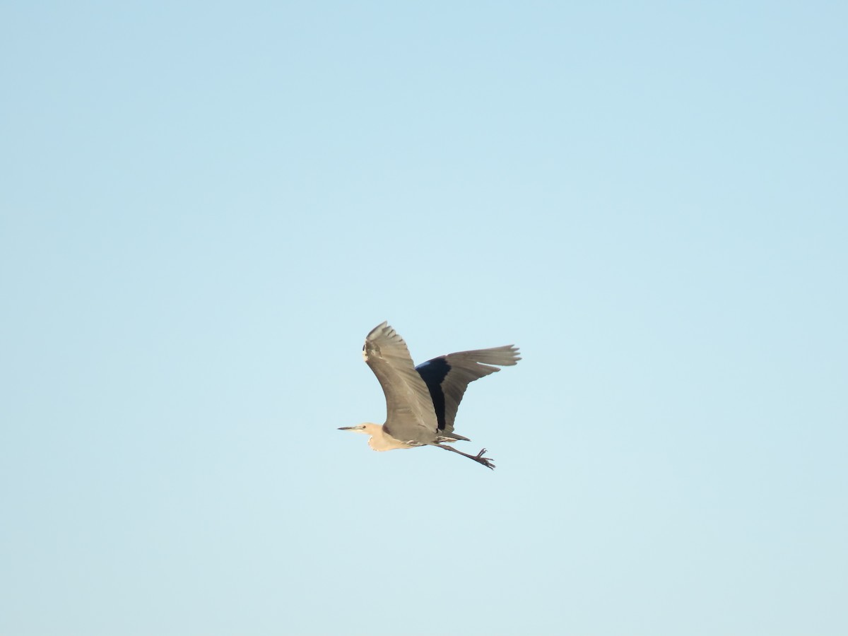 Pacific Heron - ML638393204