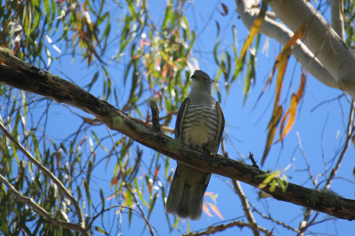 australbaza - ML638393206