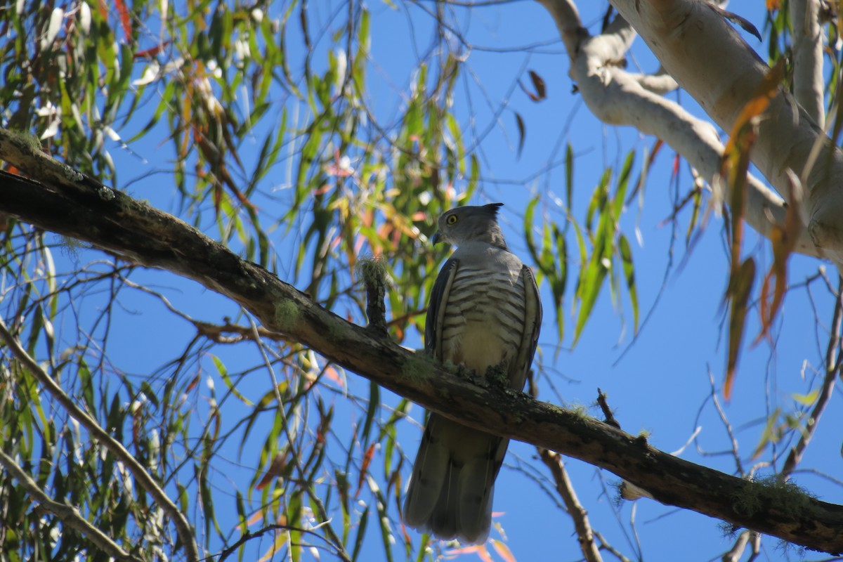 australbaza - ML638393207