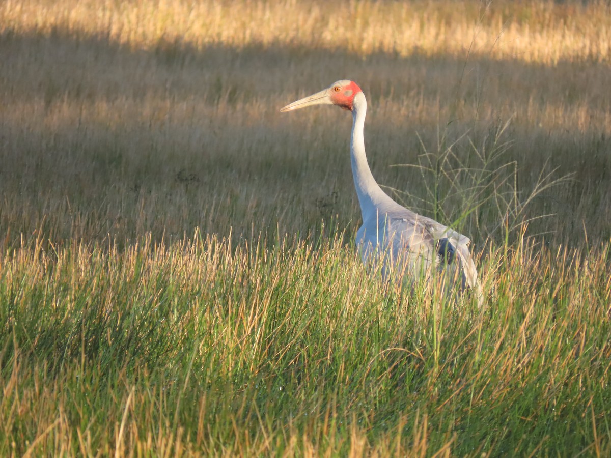 Brolga - ML638393215
