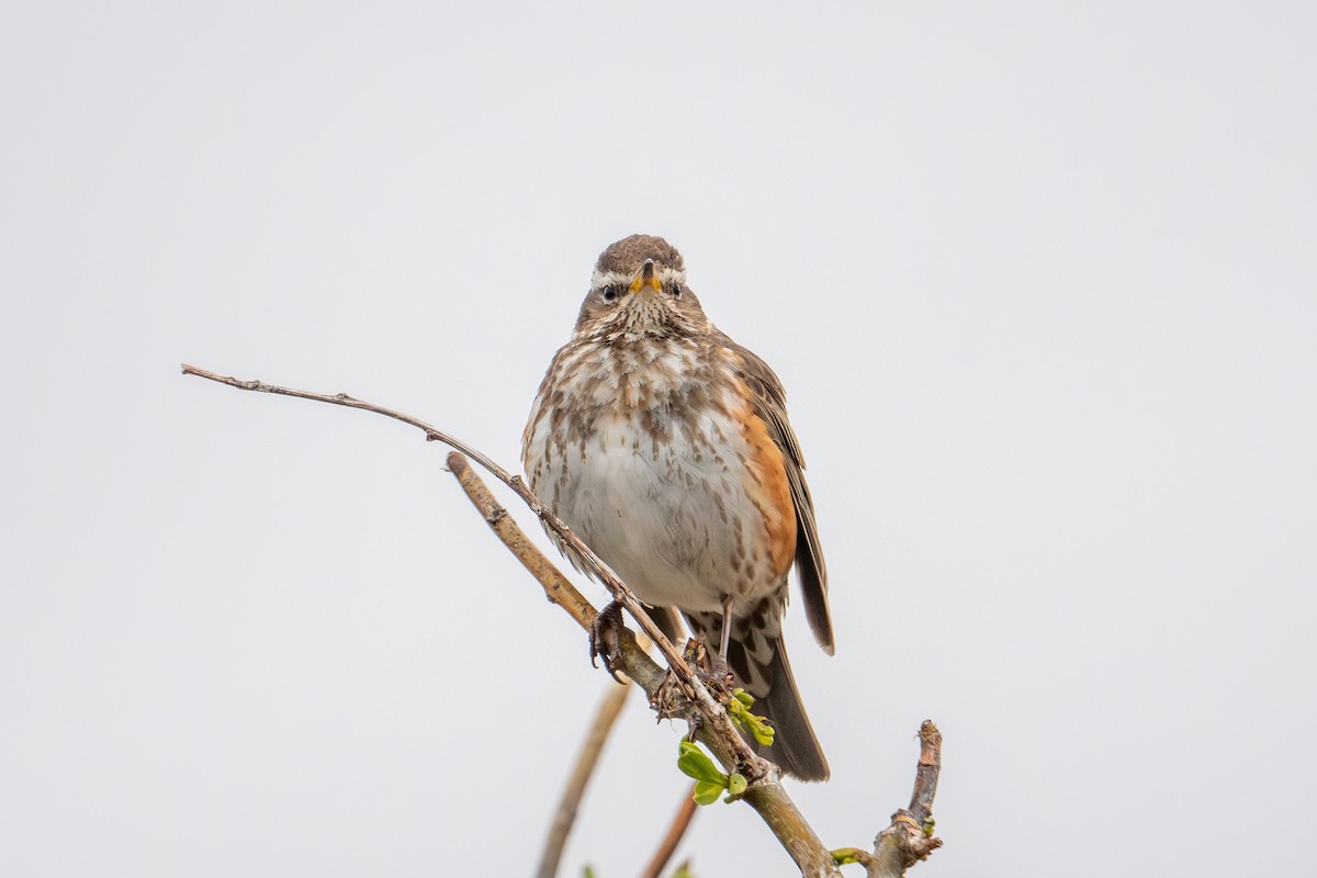 Redwing - ML638393217