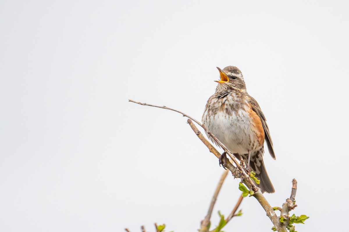 Redwing - ML638393218