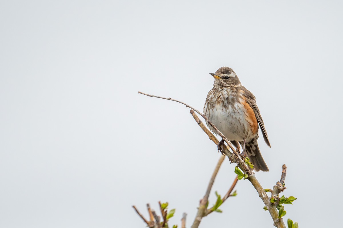 Redwing - ML638393219