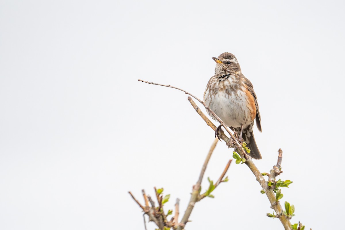 Redwing - ML638393220