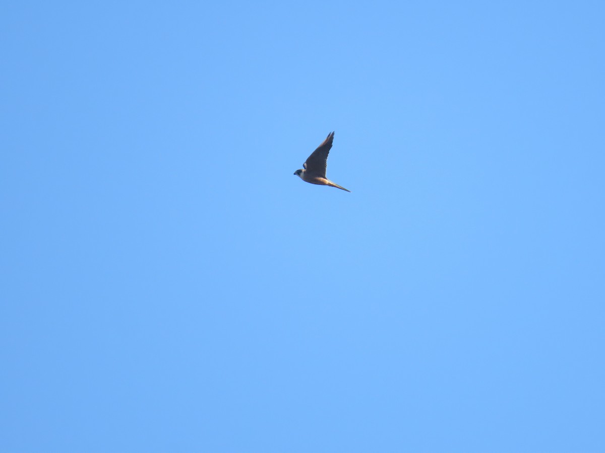 Australian Hobby - ML638393222