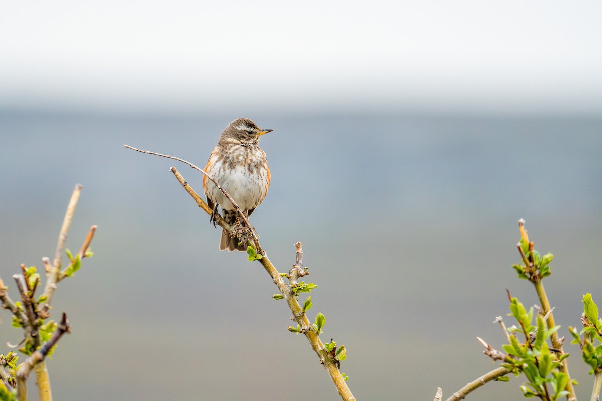 Redwing - ML638393224