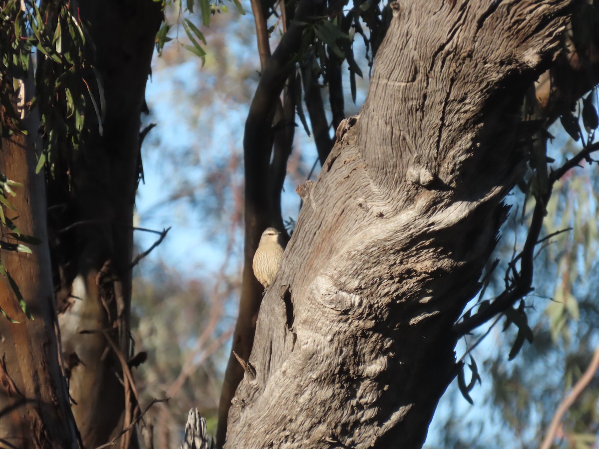 Brown Treecreeper - ML638393238
