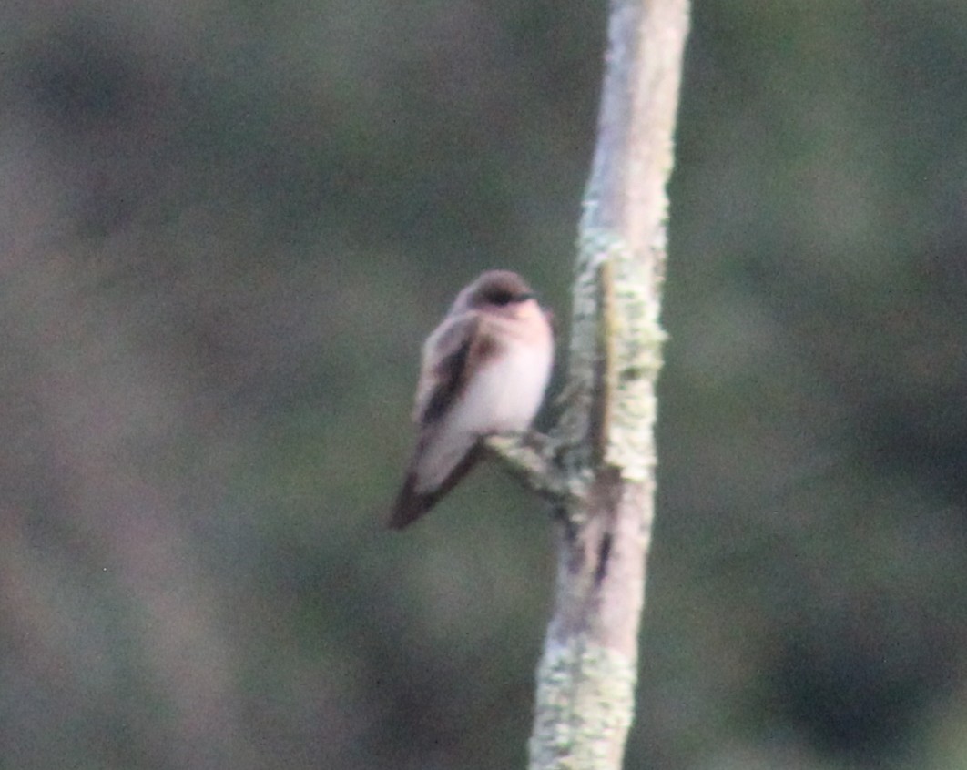Northern Rough-winged Swallow - ML638393243