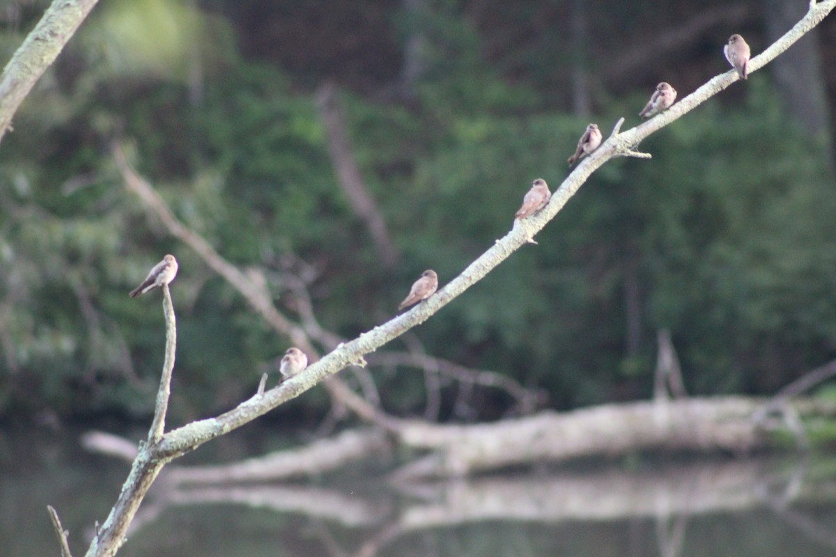 Northern Rough-winged Swallow - ML638393245