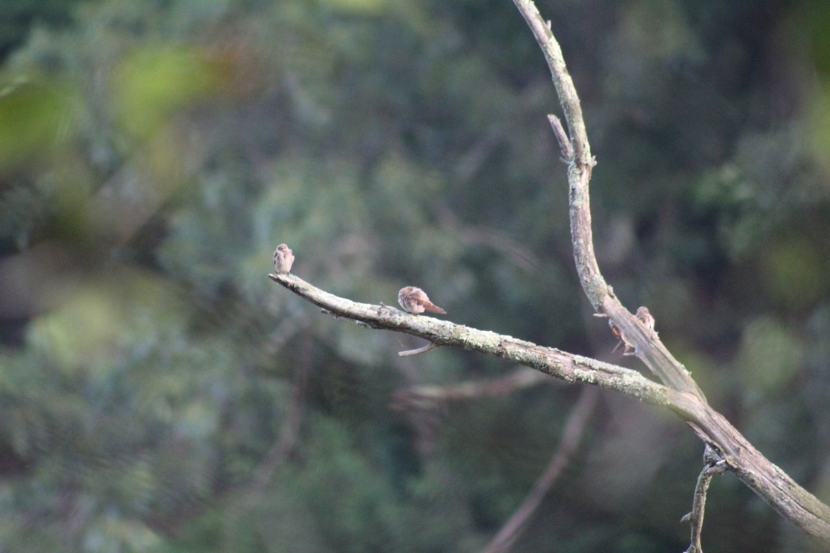 Northern Rough-winged Swallow - ML638393246