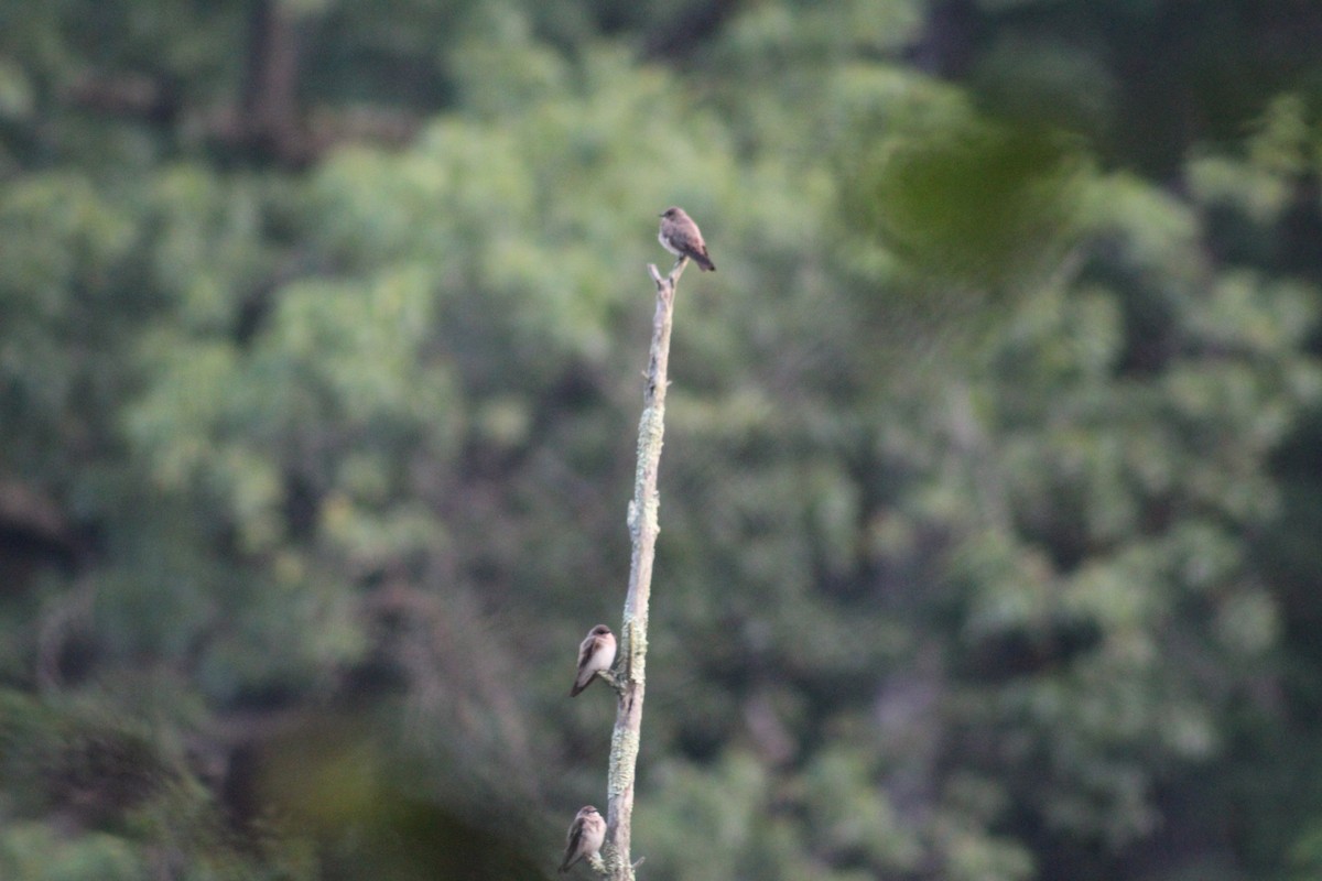 Northern Rough-winged Swallow - ML638393247