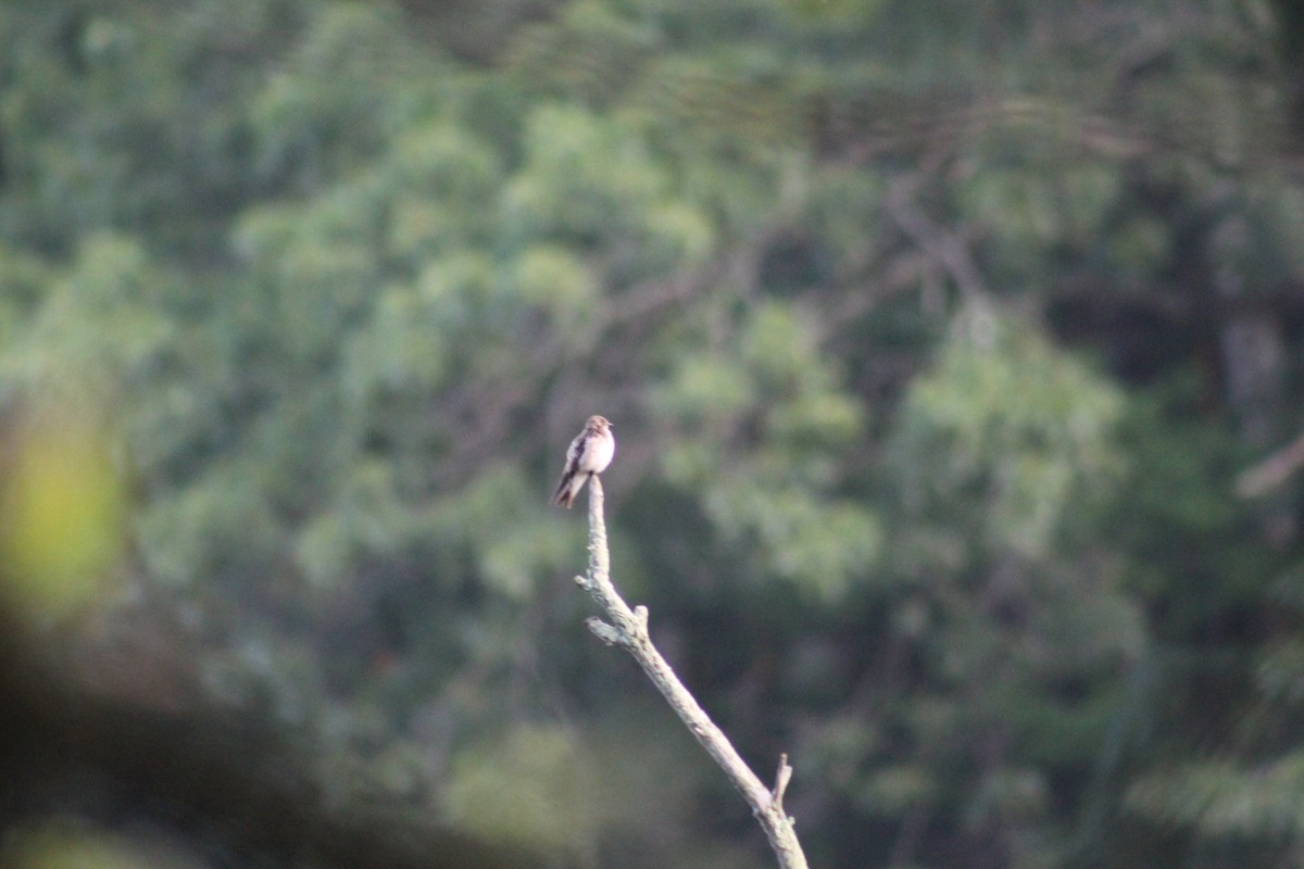 Northern Rough-winged Swallow - ML638393248