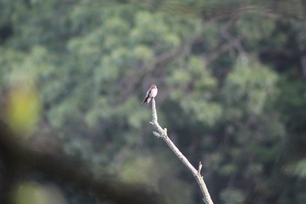 Northern Rough-winged Swallow - ML638393249