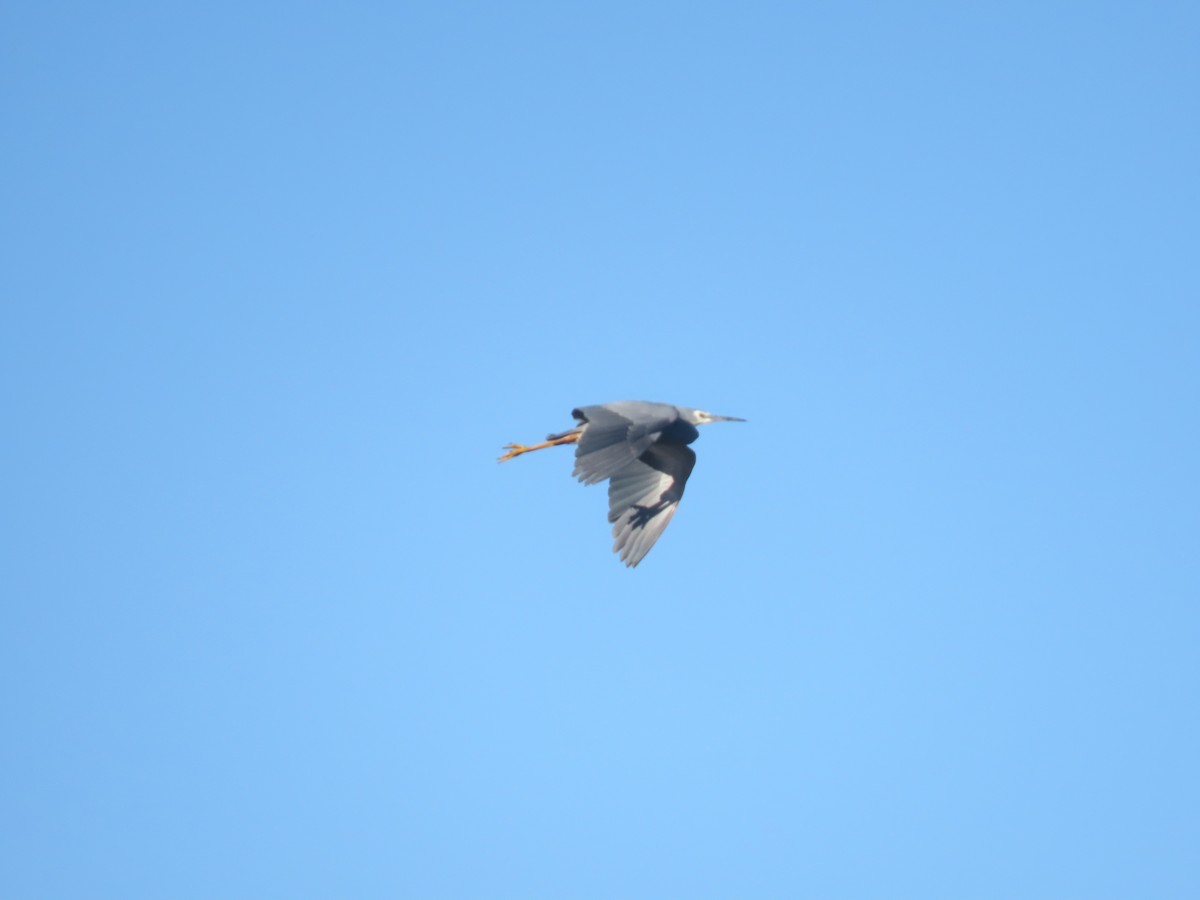 White-faced Heron - ML638393253