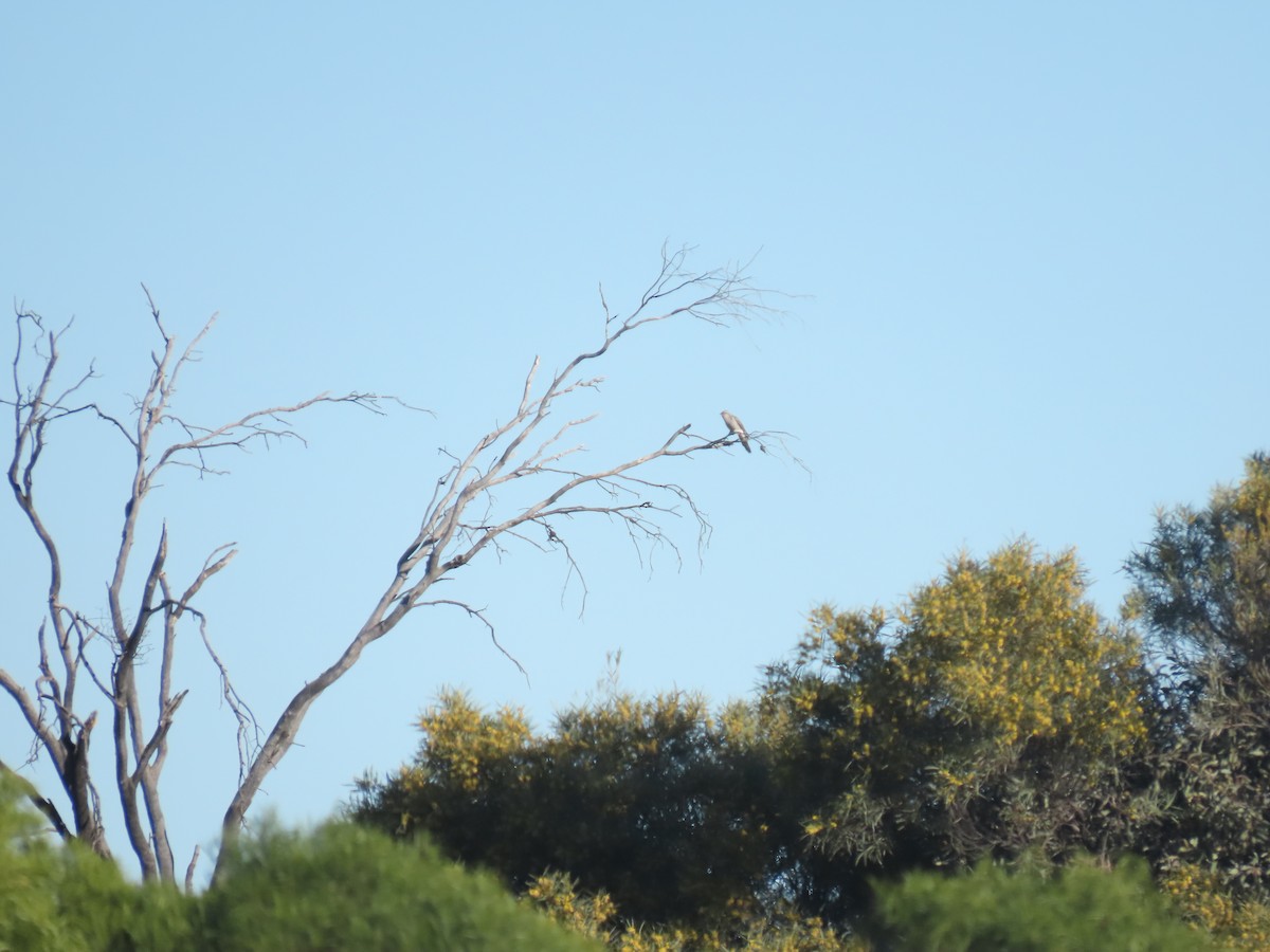 Pallid Cuckoo - ML638393264