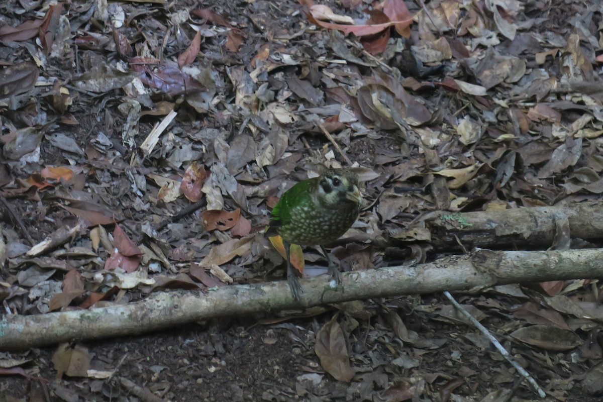 Spotted Catbird - ML638393265