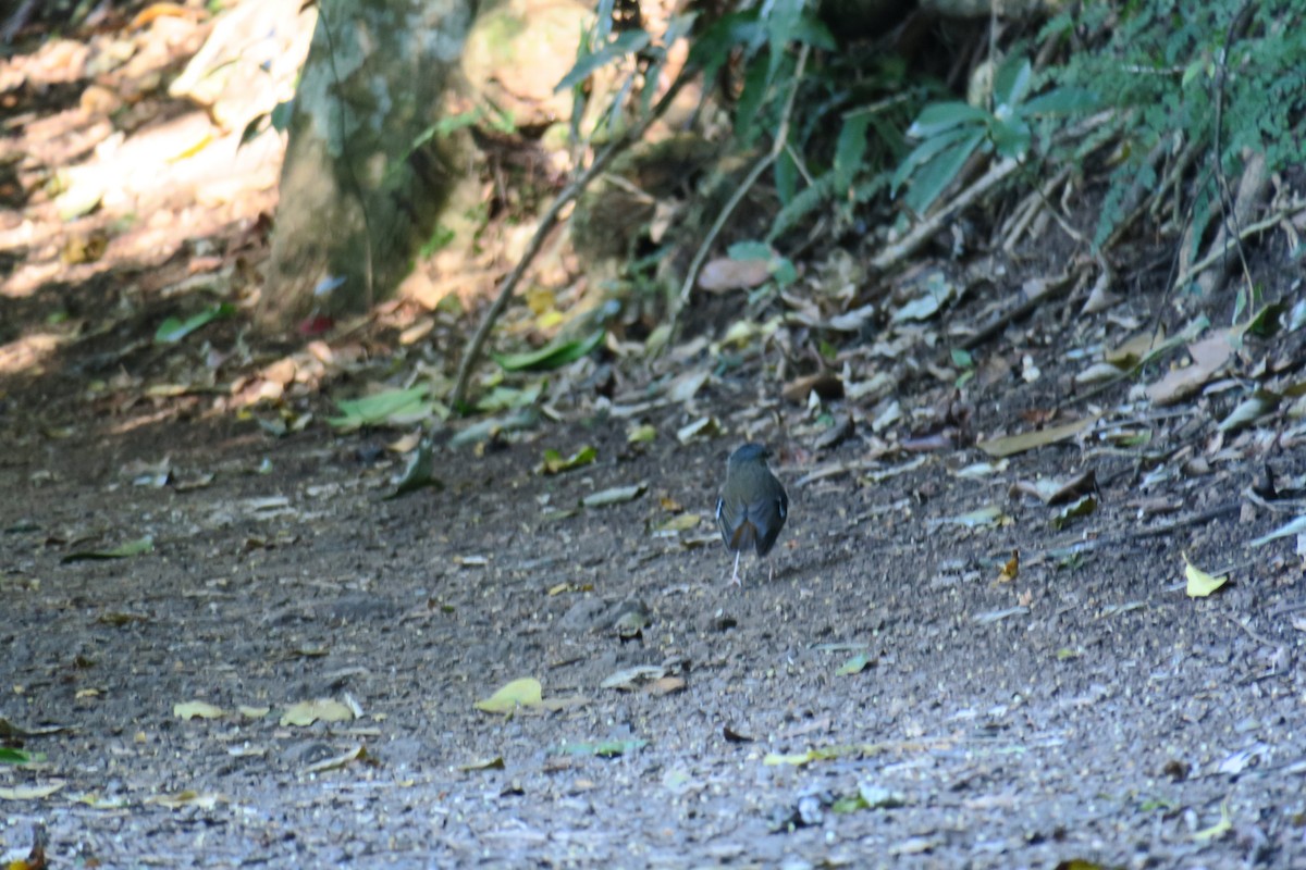 Gray-headed Robin - ML638393269