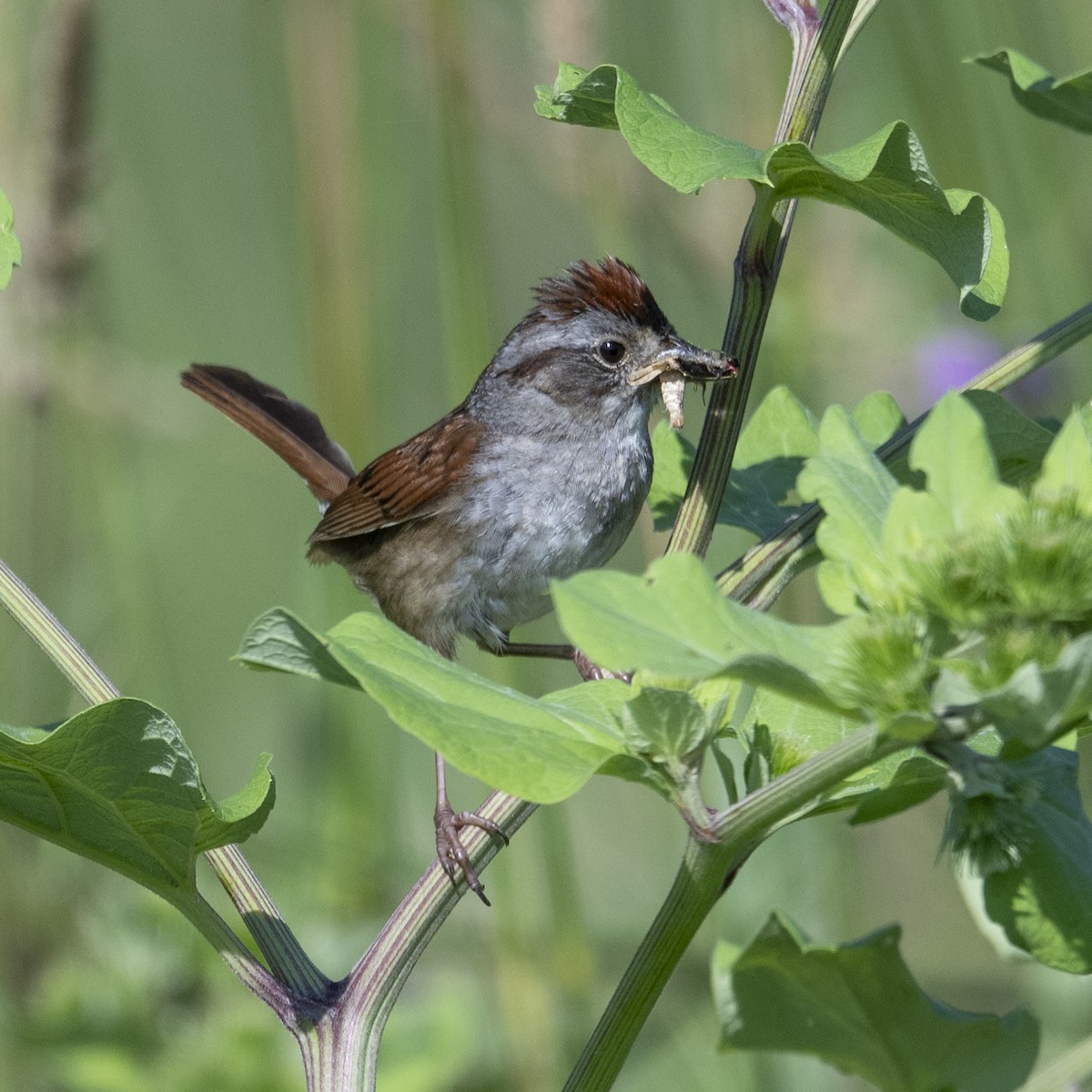 Swamp Sparrow - ML638393270