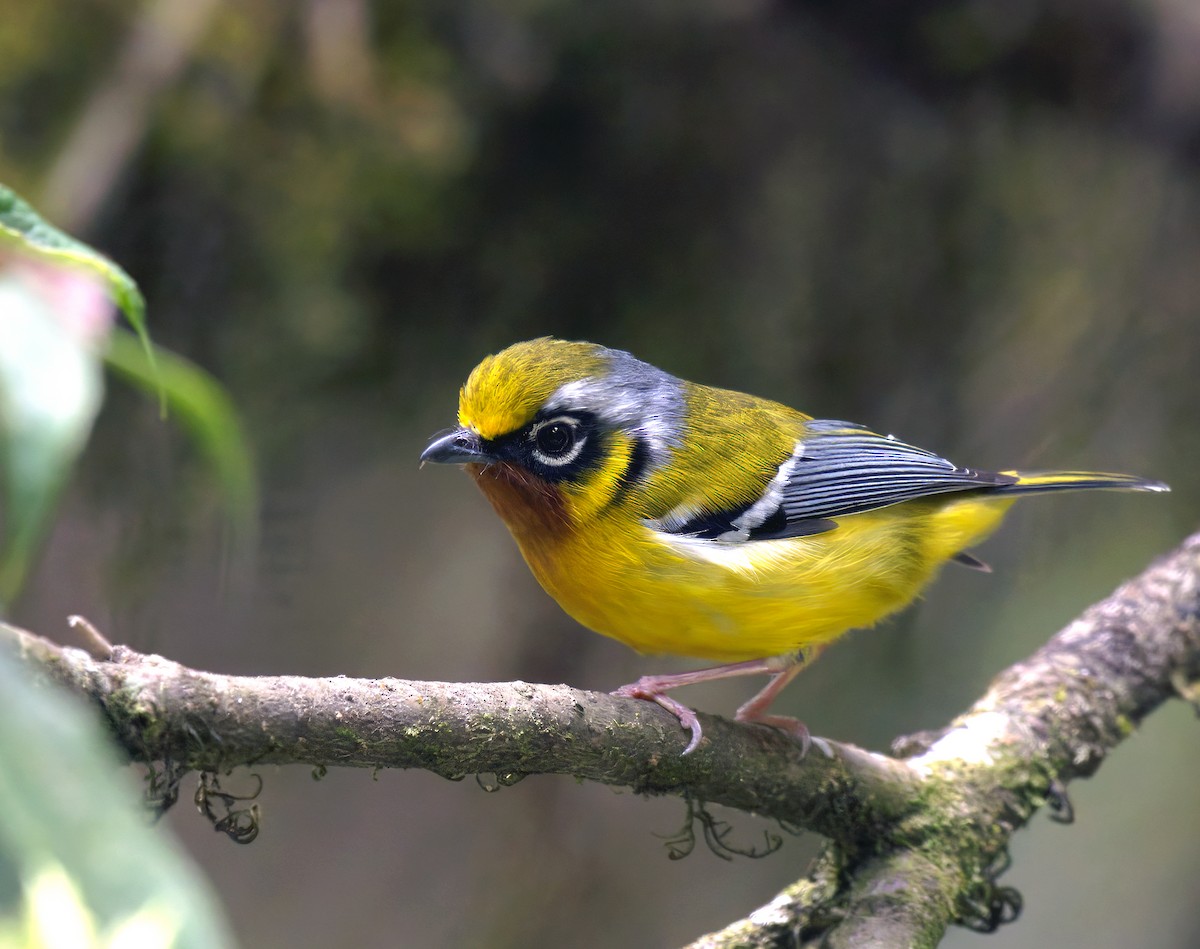 Black-eared Shrike-Babbler - ML638393271