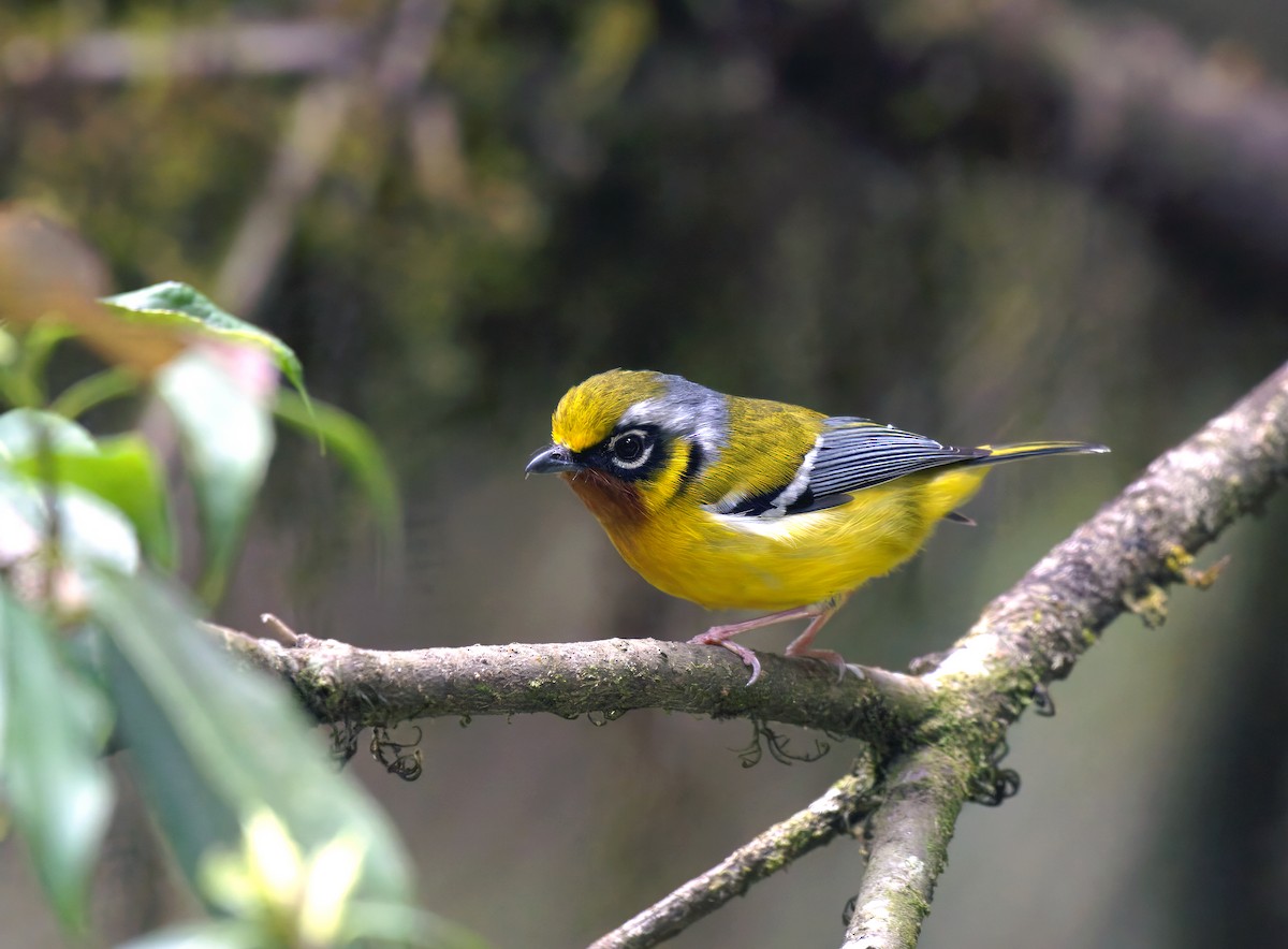 Black-eared Shrike-Babbler - ML638393272