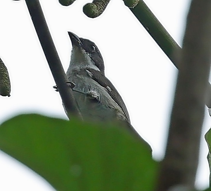 Puerto Rican Tanager - ML638393277