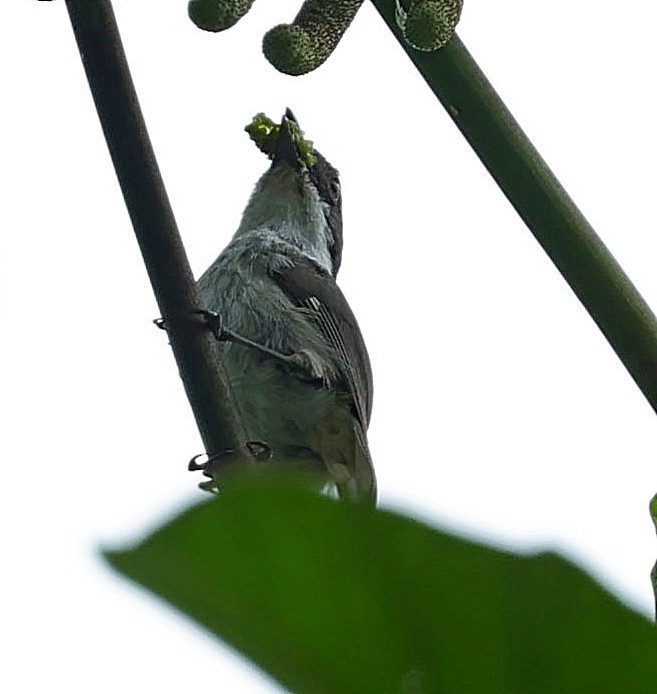 Puerto Rican Tanager - ML638393278