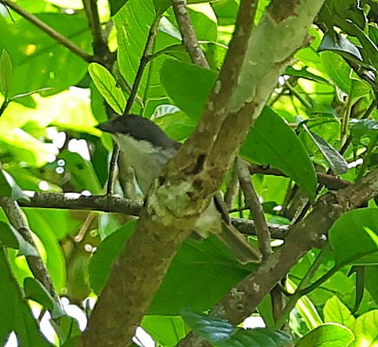 Puerto Rican Tanager - ML638393279