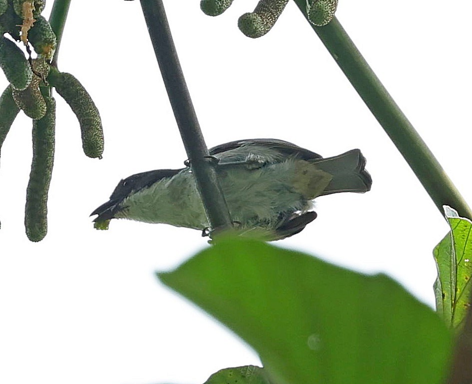 Puerto Rican Tanager - ML638393281