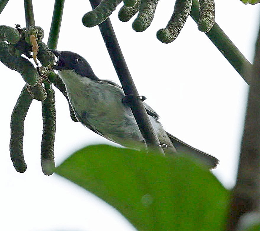 Puerto Rican Tanager - ML638393283