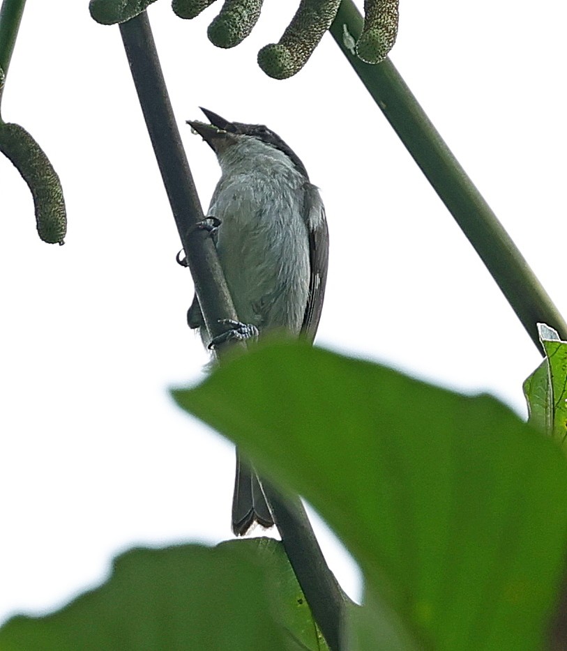 Puerto Rican Tanager - ML638393284