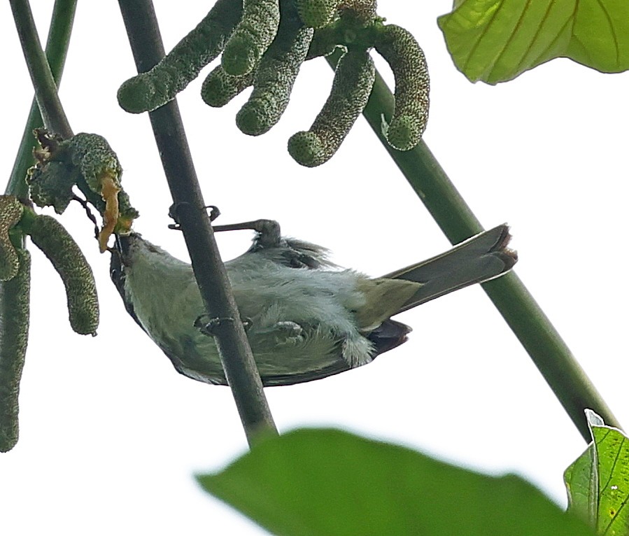 Puerto Rican Tanager - ML638393285