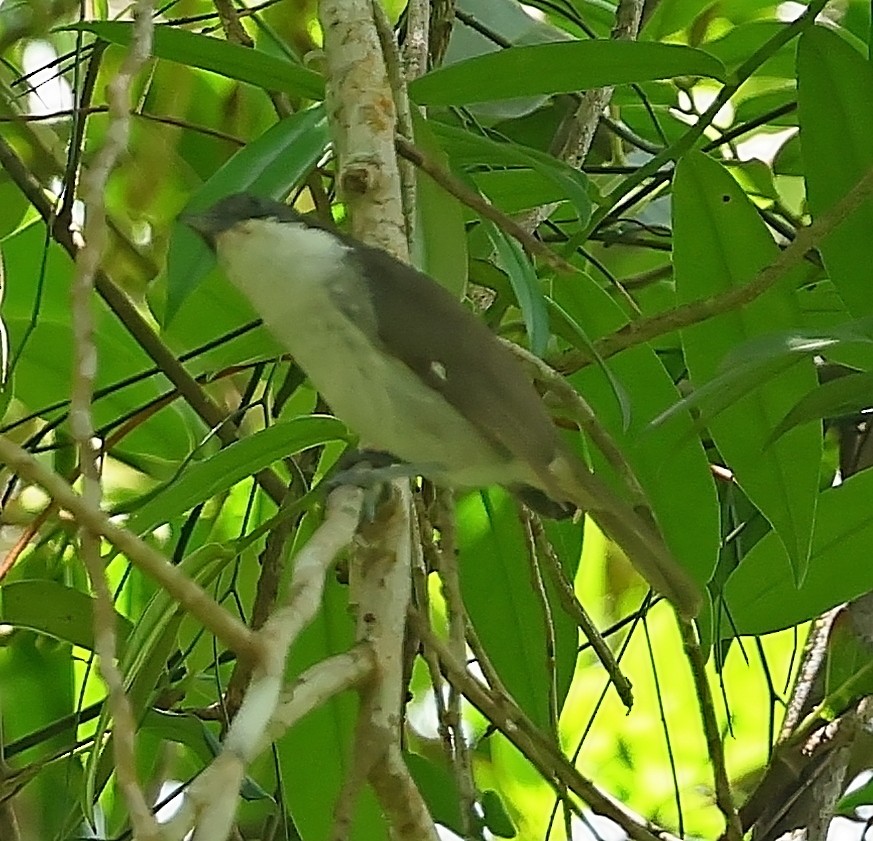 Puerto Rican Tanager - ML638393286