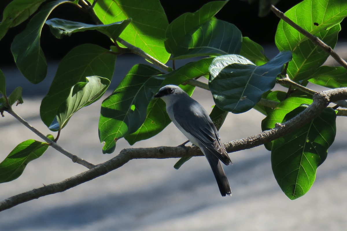 White-bellied Cuckooshrike - ML638393298