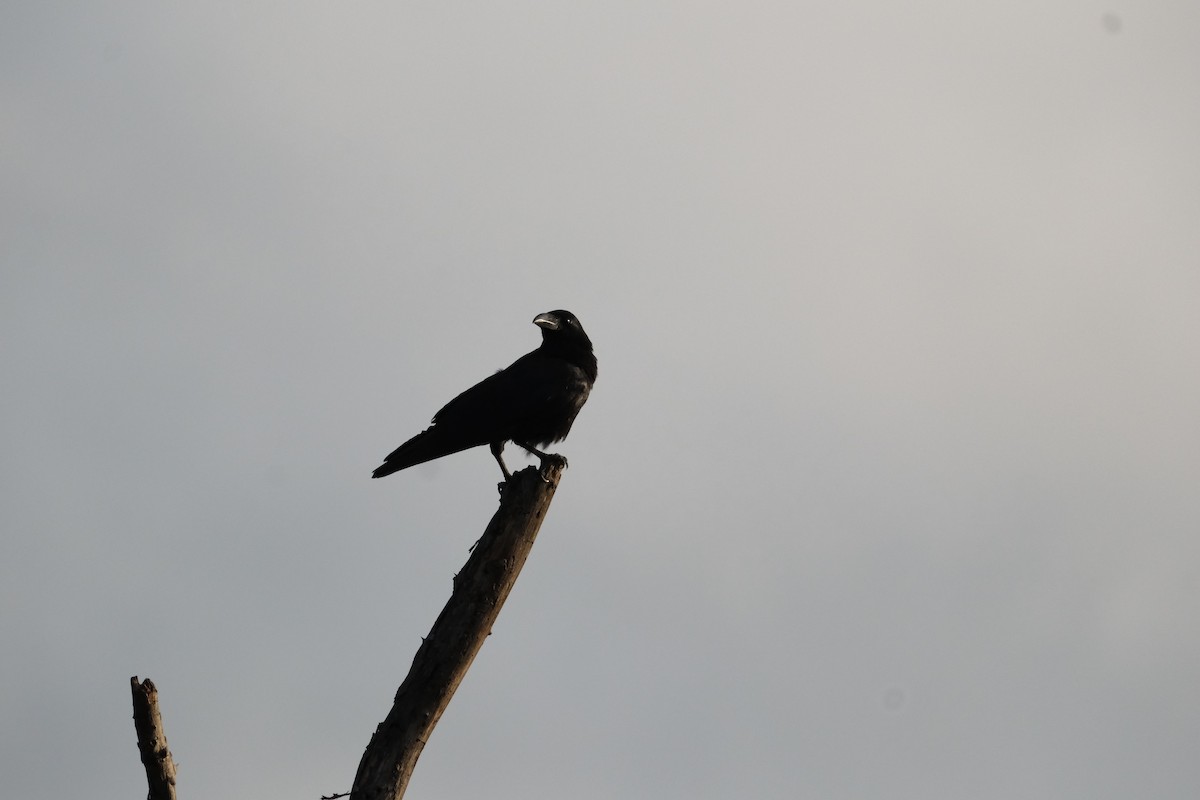 Large-billed Crow - ML638393301