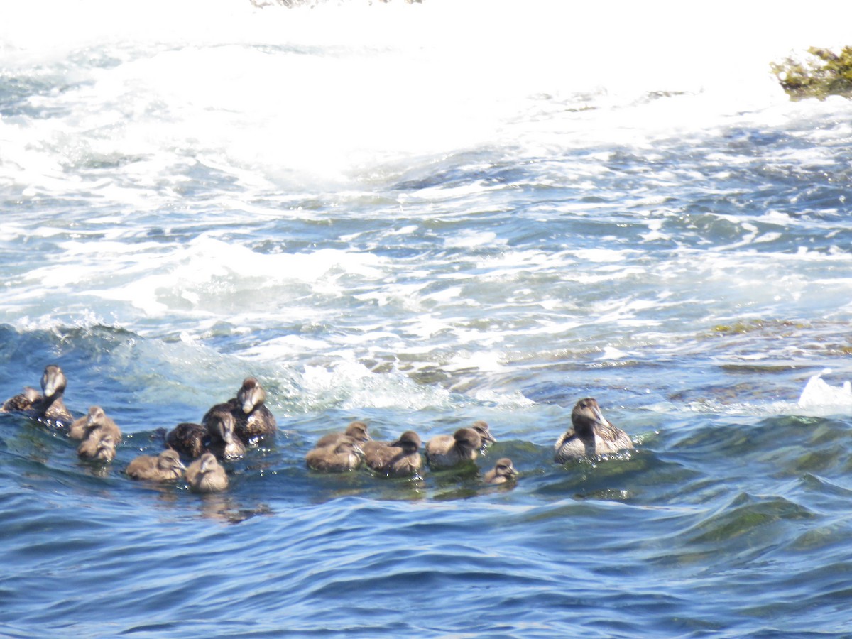 Eider arrunta - ML638393311