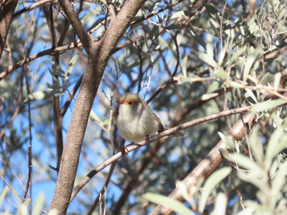 Splendid Fairywren - ML638393312