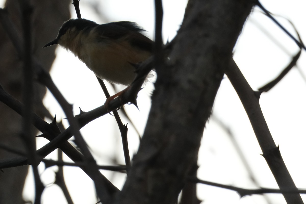 Ashy Prinia - ML638393313